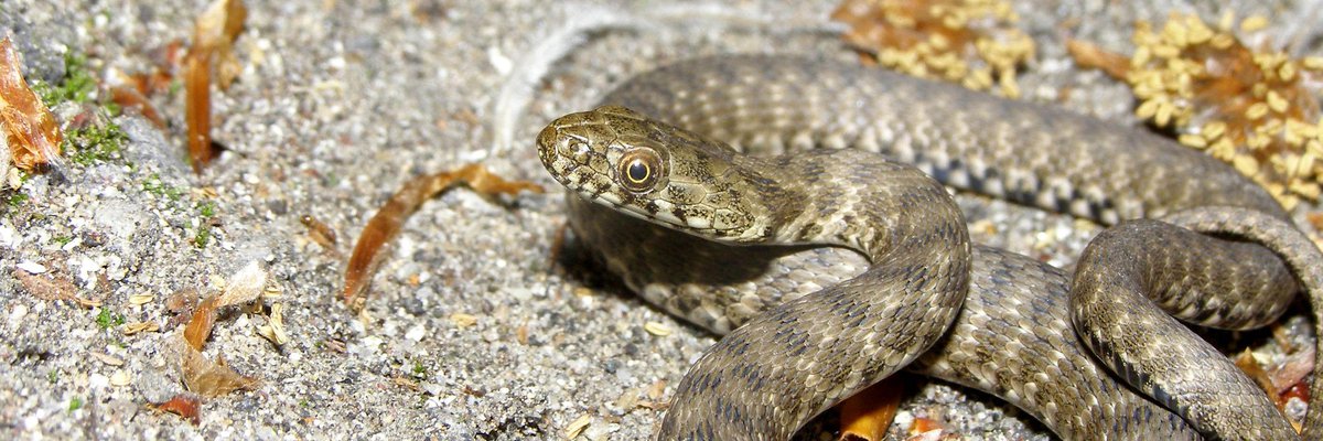 Natrix tessellata