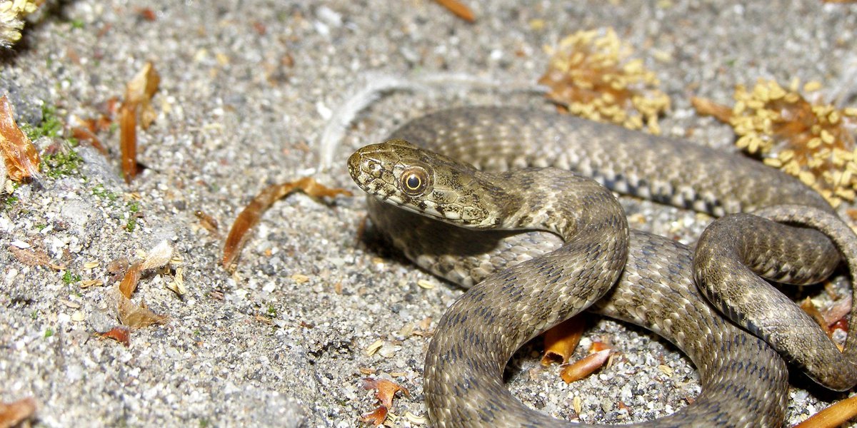 Natrix tessellata