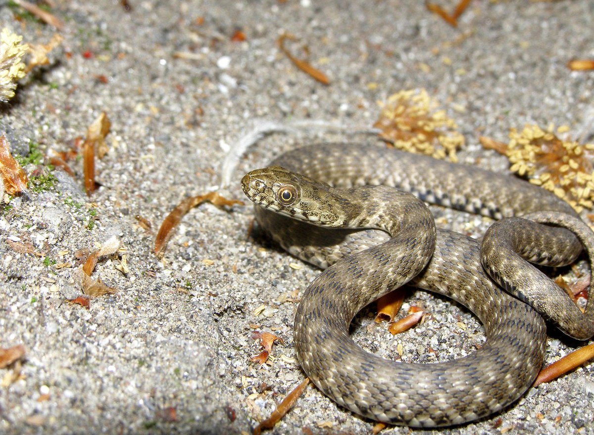 Natrix tessellata