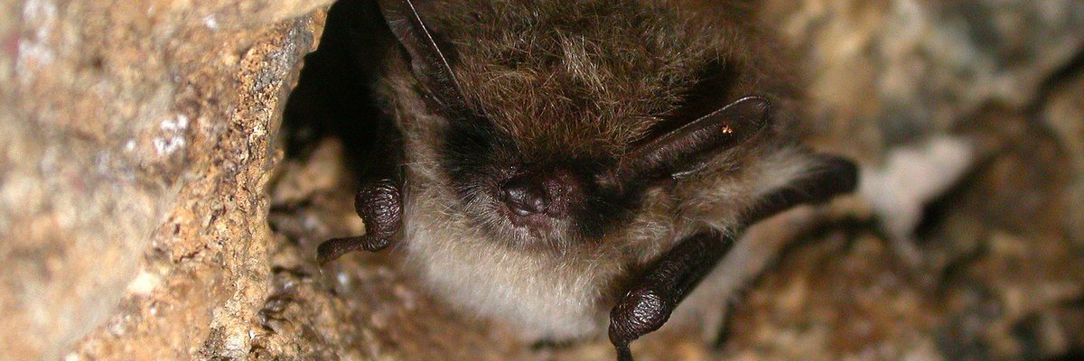 Myotis mystacinus