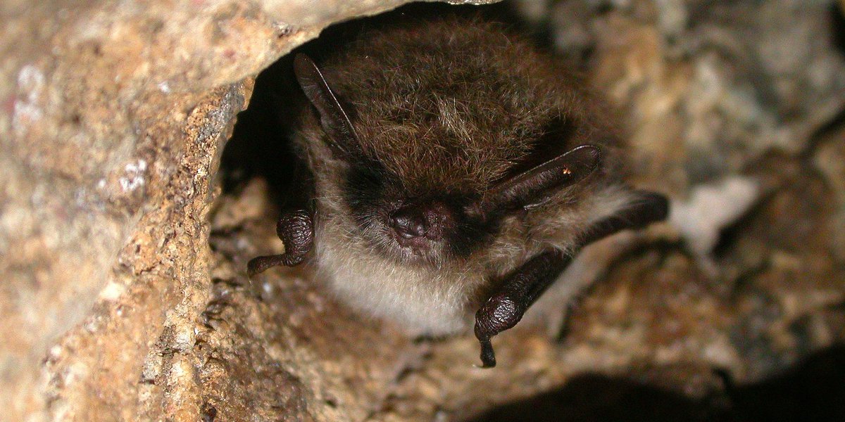 Myotis mystacinus