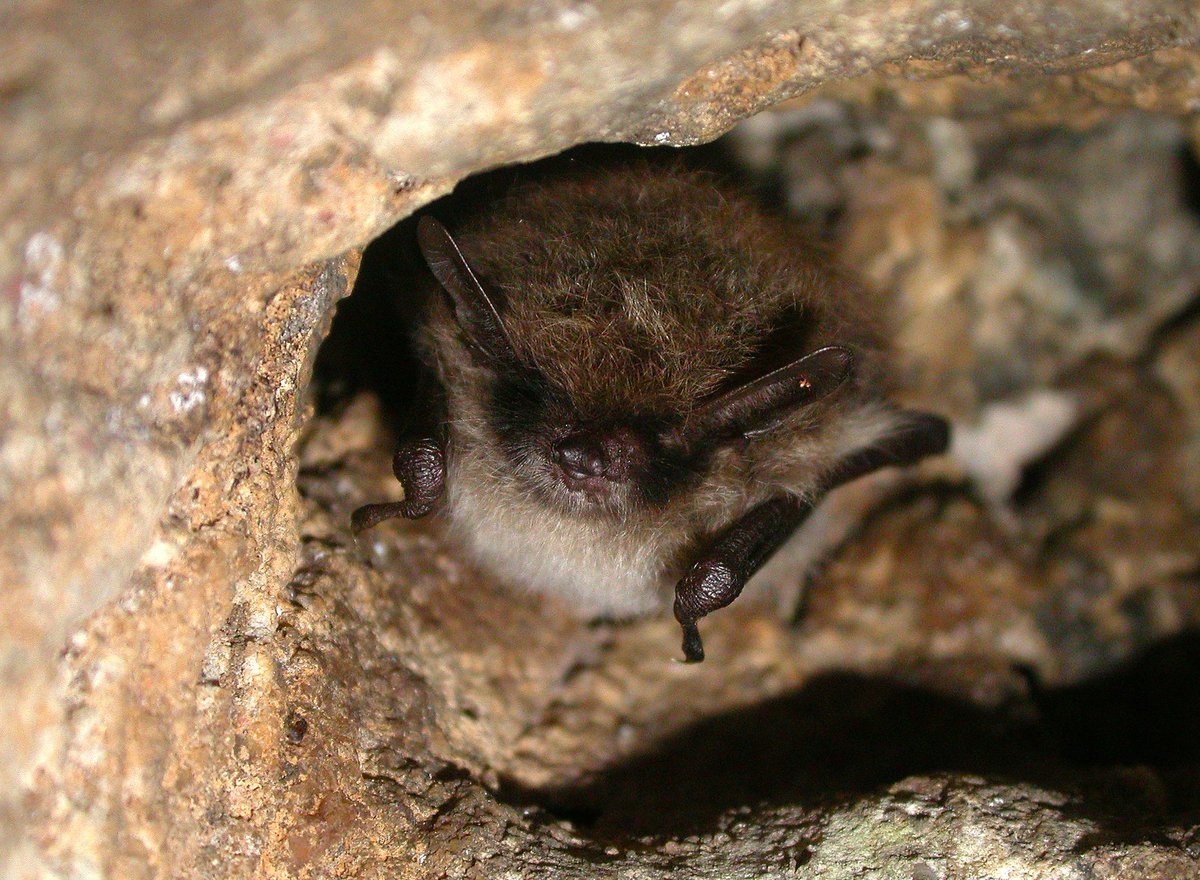 Myotis mystacinus