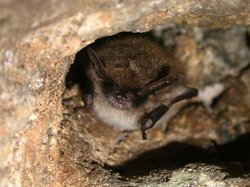 Myotis mystacinus