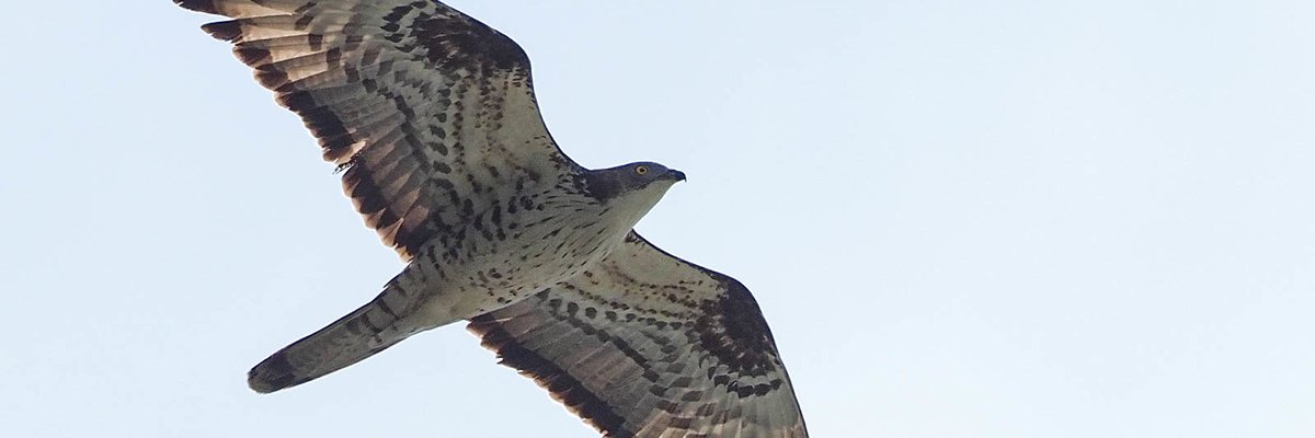 Pernis apivorus
