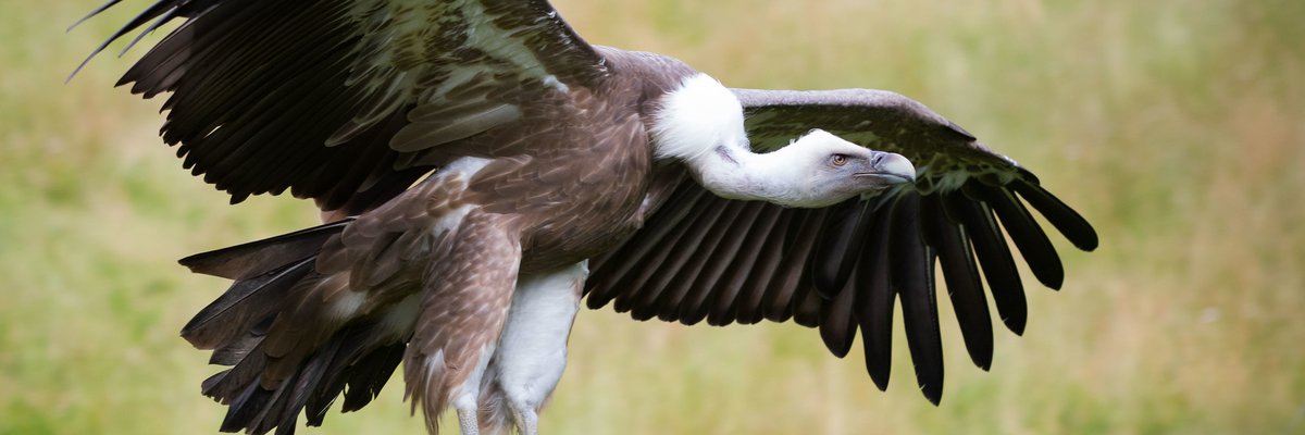 Gyps fulvus