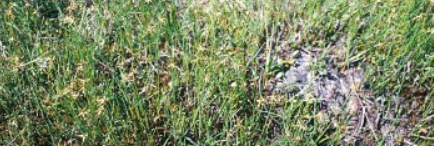 Formazioni pioniere del Caricion bicoloris-atrofuscae