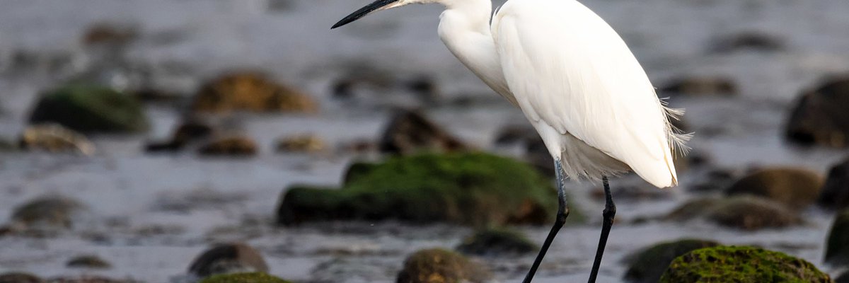 Egretta garzetta