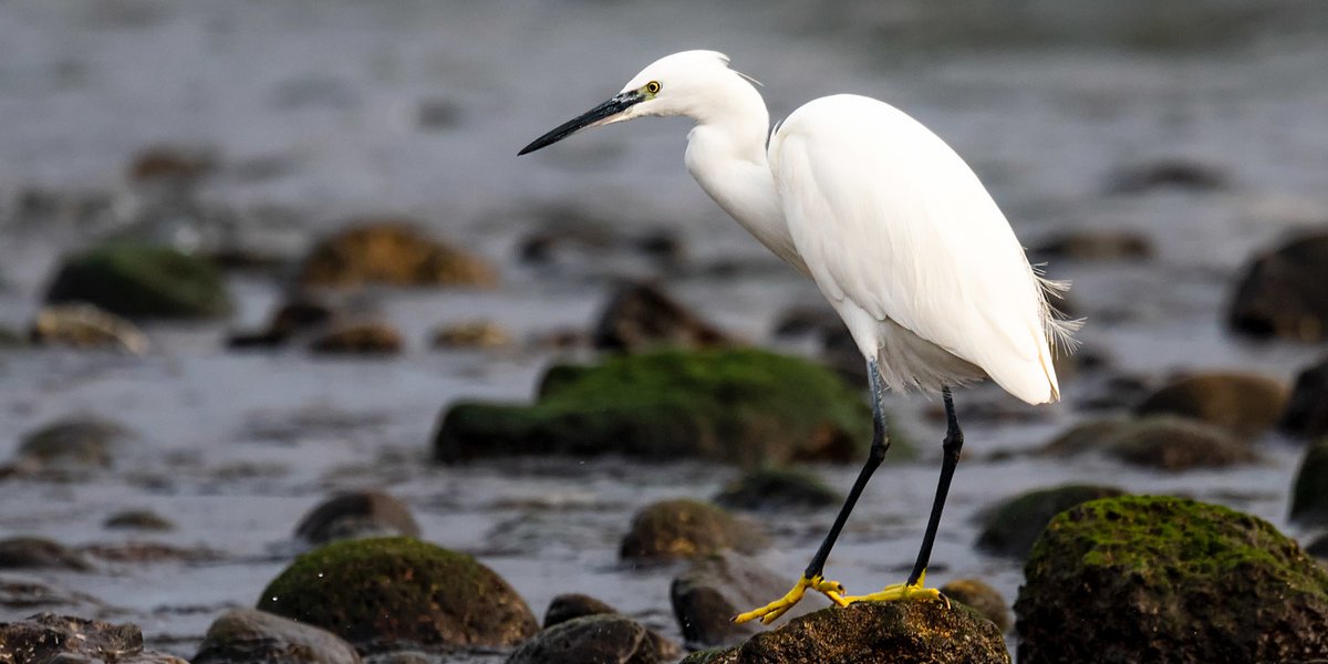 Egretta garzetta