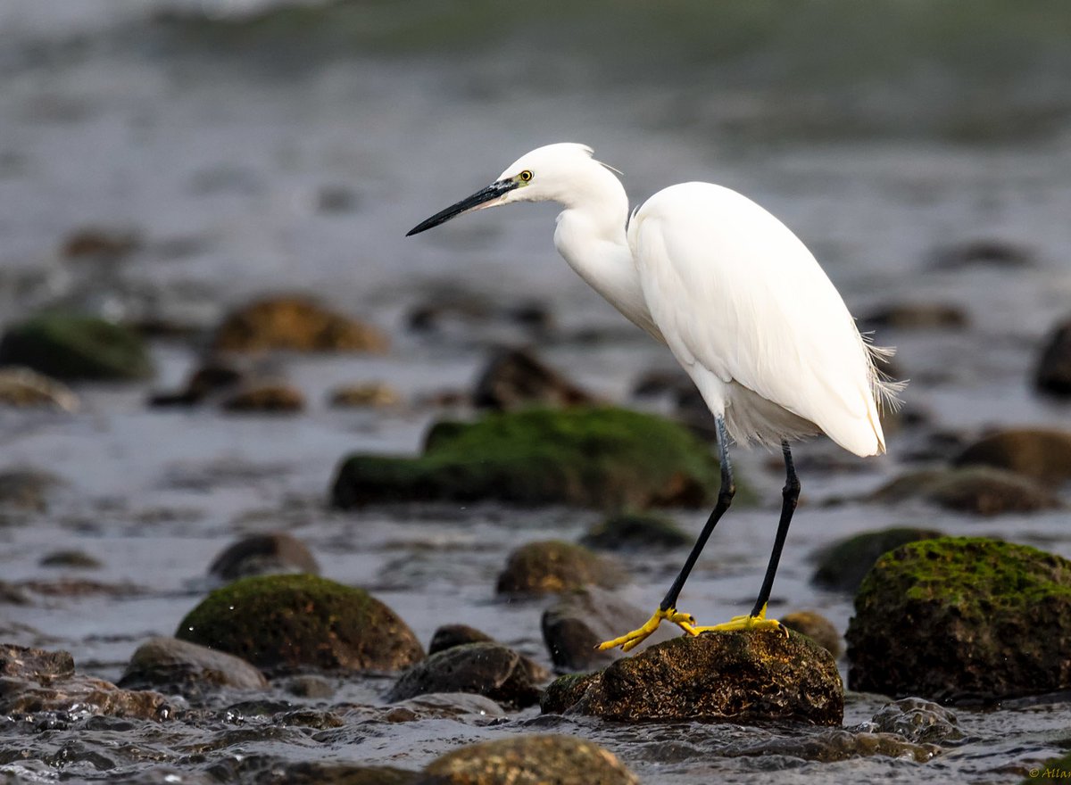 Egretta garzetta