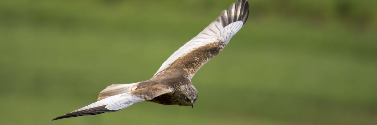Circus aeruginosus