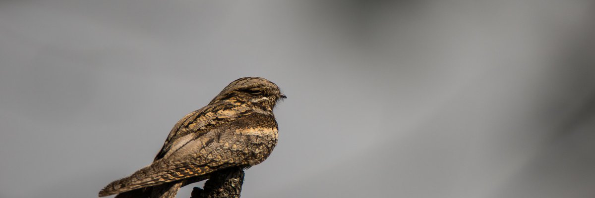 Caprimulgus europaeus