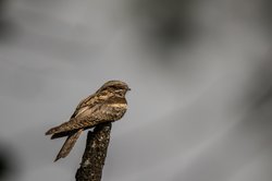 Caprimulgus europaeus