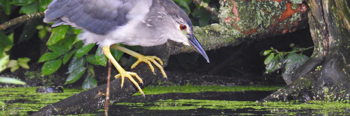 Nycticorax nycticorax