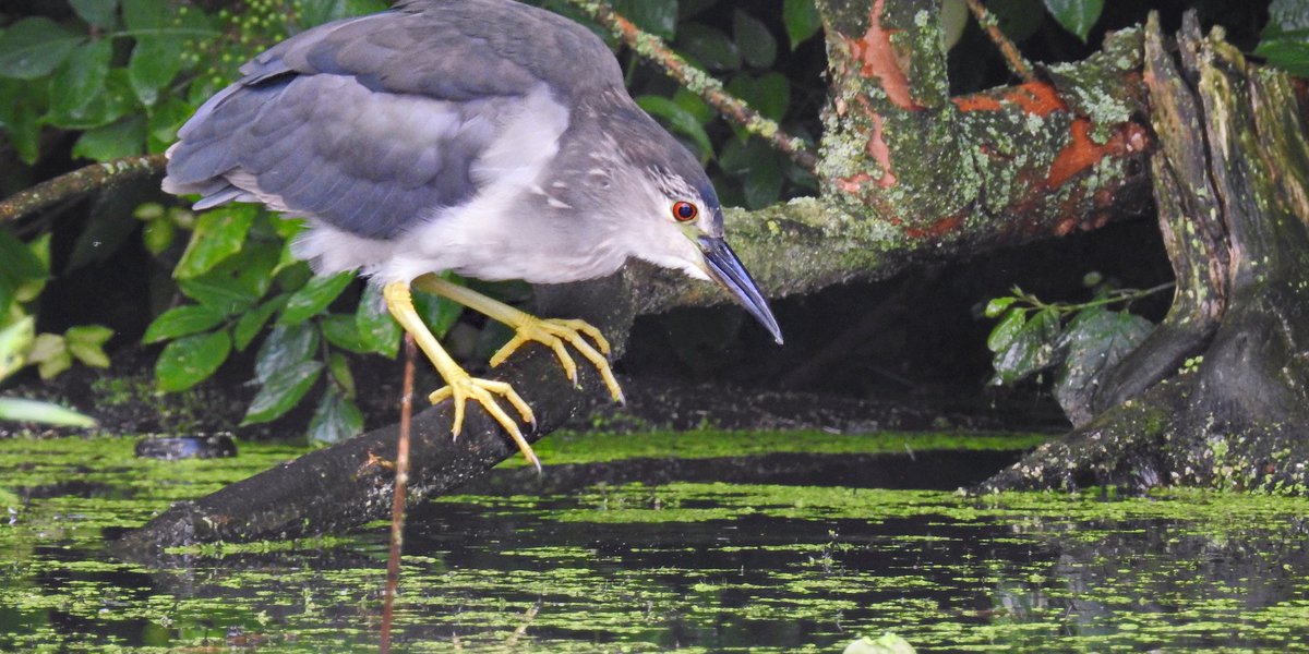 Nycticorax nycticorax