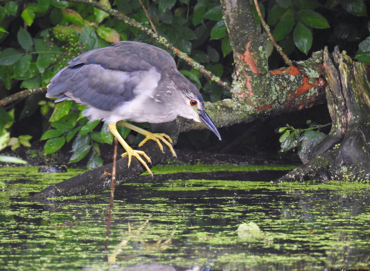 Nycticorax nycticorax