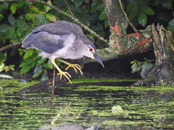 Nycticorax nycticorax