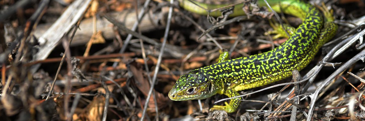 Lacerta bilineata