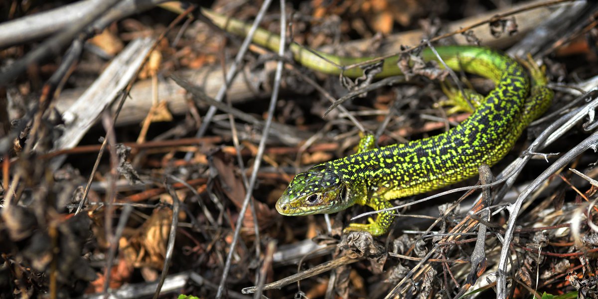 Lacerta bilineata