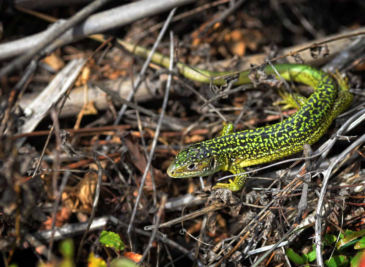 Lacerta bilineata