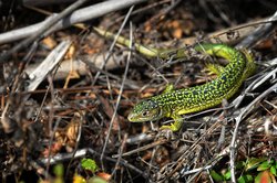 Lacerta bilineata