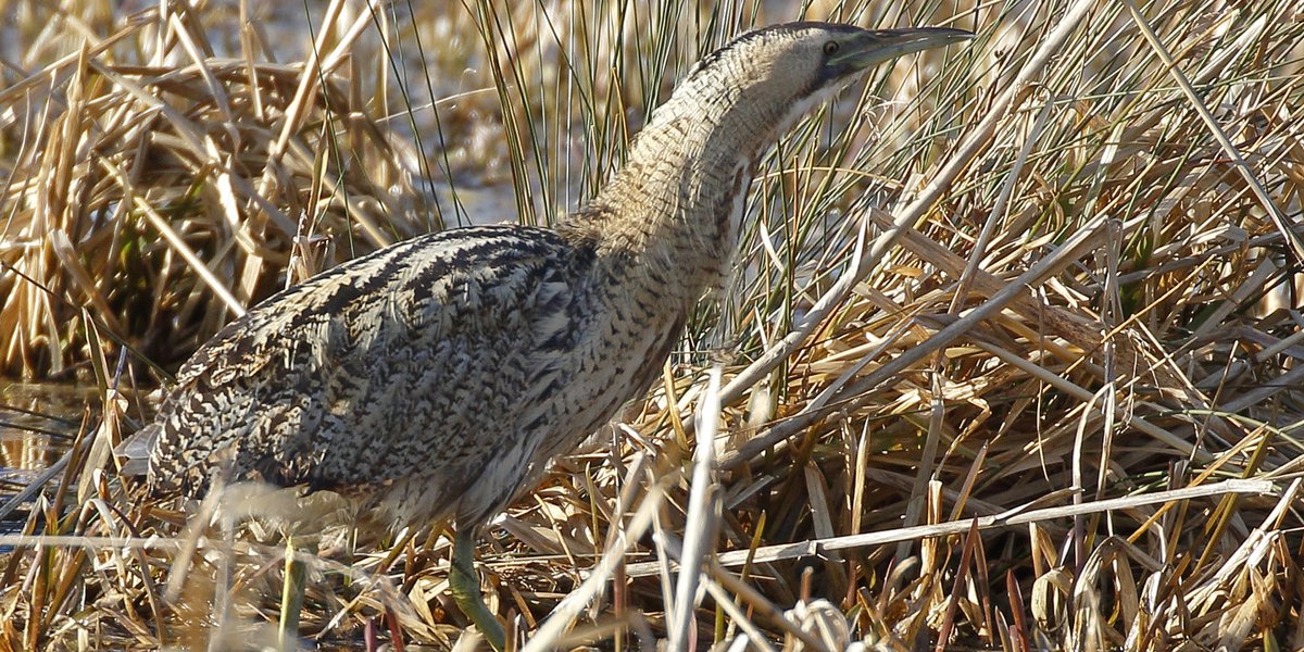 Botaurus stellaris