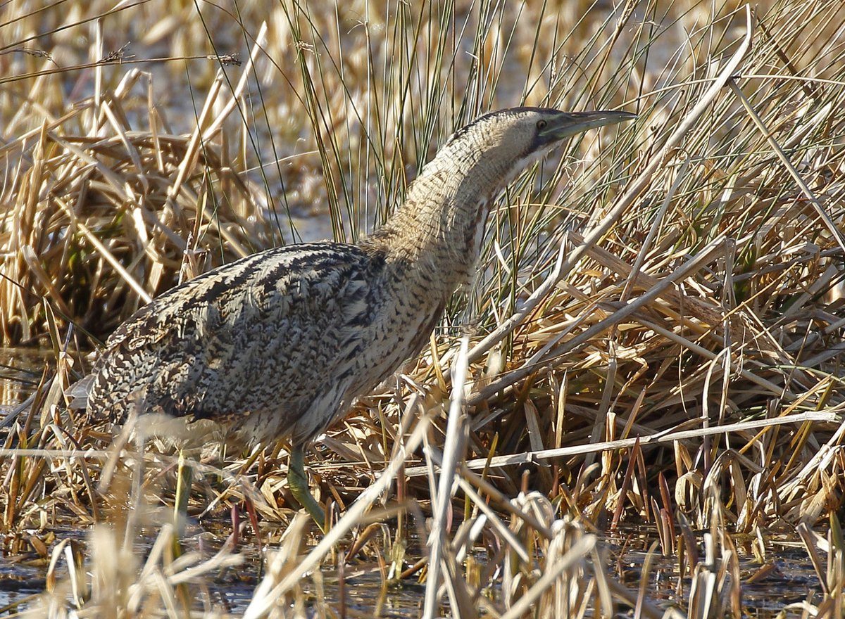 Botaurus stellaris