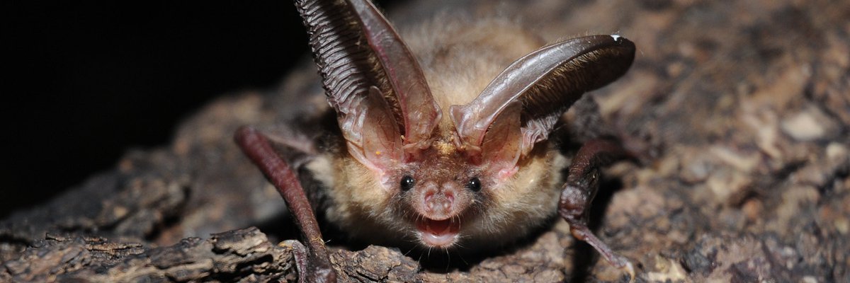 Plecotus auritus