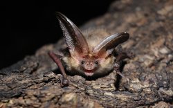 Plecotus auritus