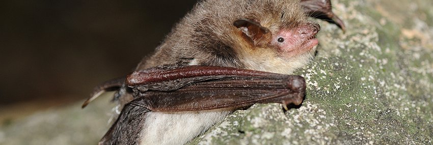 Myotis nattereri