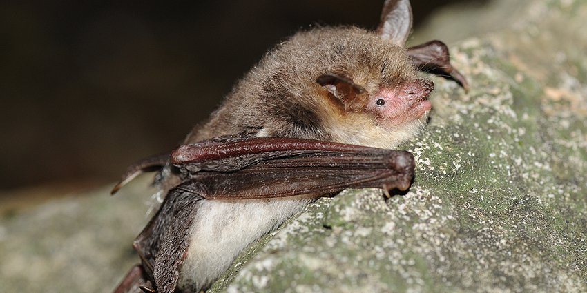 Myotis nattereri