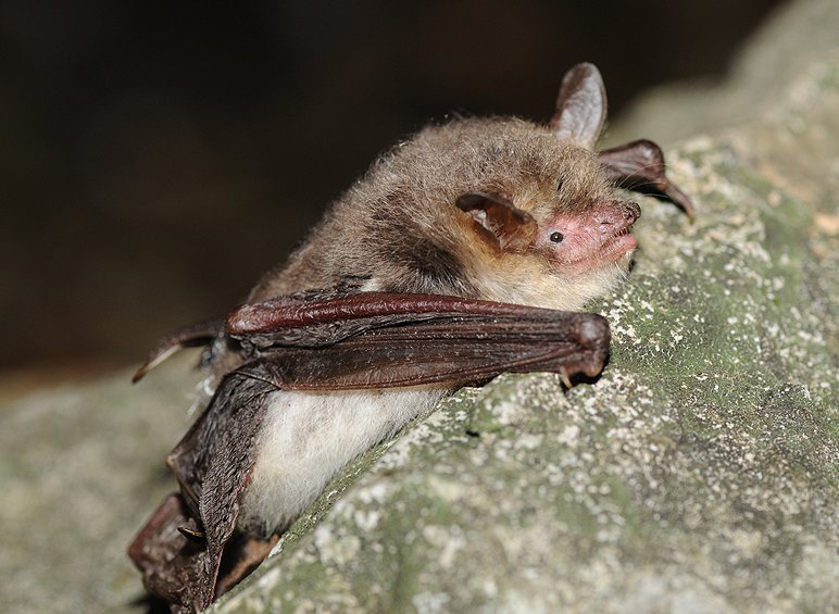 Myotis nattereri