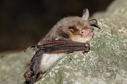Myotis nattereri