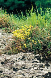 Terreni erbosi calcarei carsici (Alysso-Sedion albi)