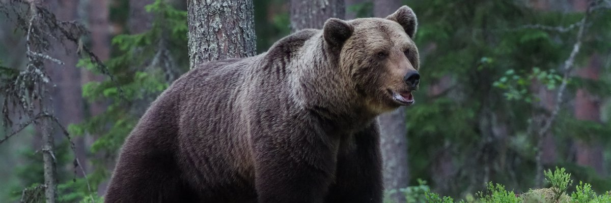 Ursus arctos