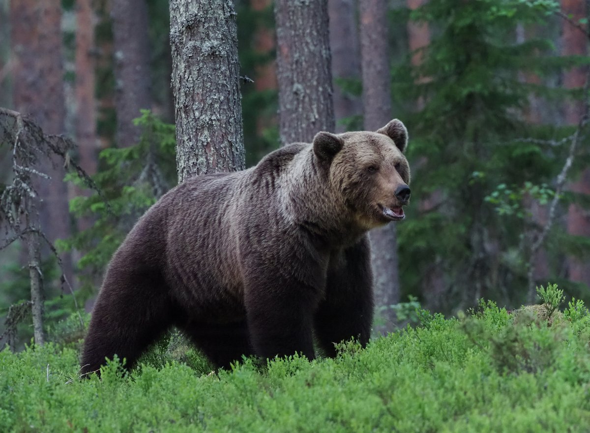 Ursus arctos