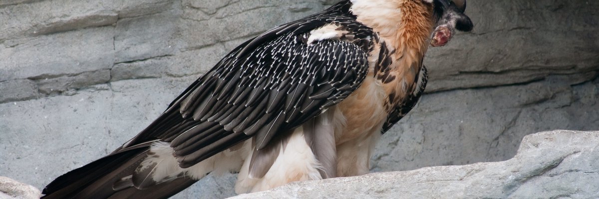Gypaetus barbatus