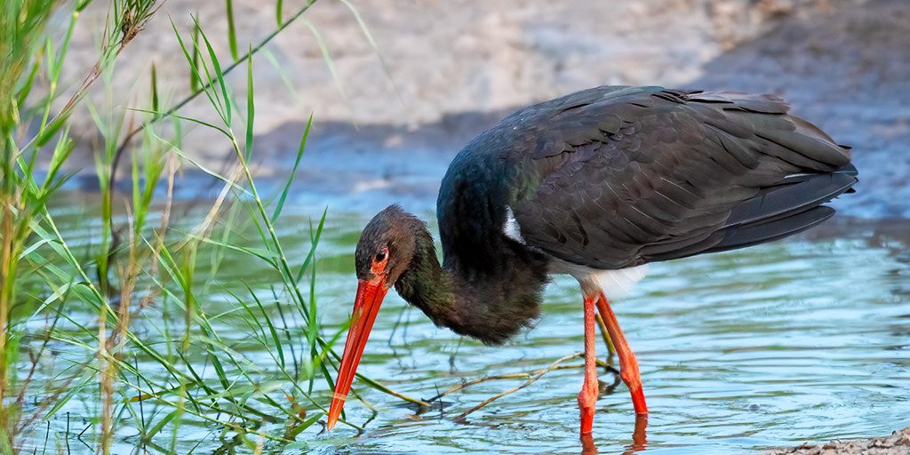 Ciconia nigra