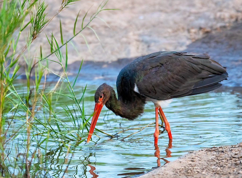 Ciconia nigra