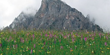 Formazioni erbose secche seminaturali e facies cespugliate su substrato calcareo (Festuco Brometalia)