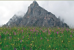 Formazioni erbose secche seminaturali e facies cespugliate su substrato calcareo (Festuco Brometalia)