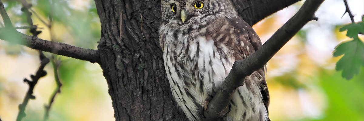 Glaucidium passerinum