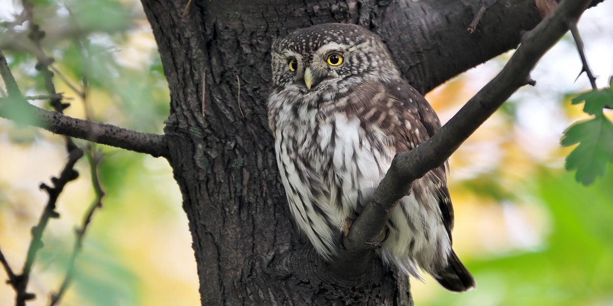 Glaucidium passerinum