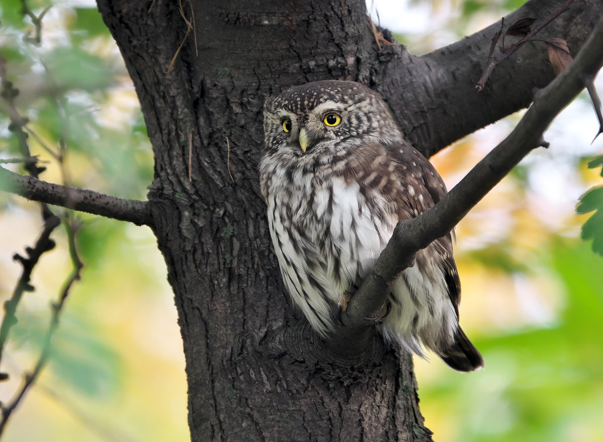 Glaucidium passerinum