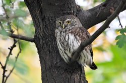 Glaucidium passerinum