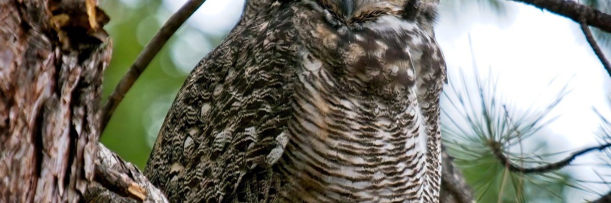 Bubo bubo