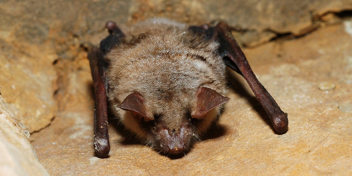 Myotis myotis