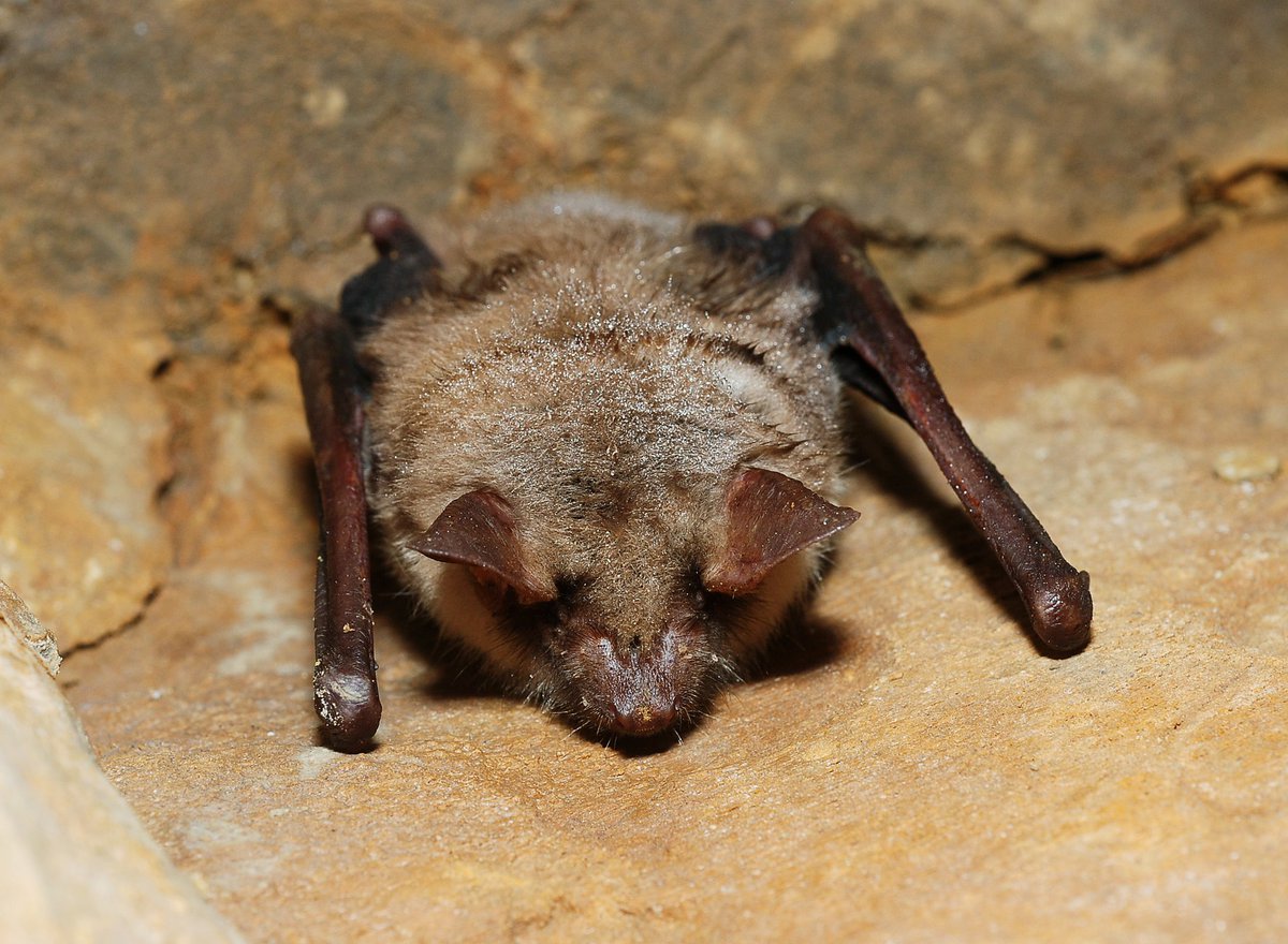 Myotis myotis