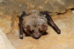 Myotis myotis