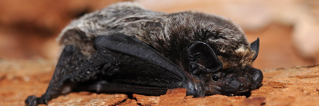 Vespertilio murinus