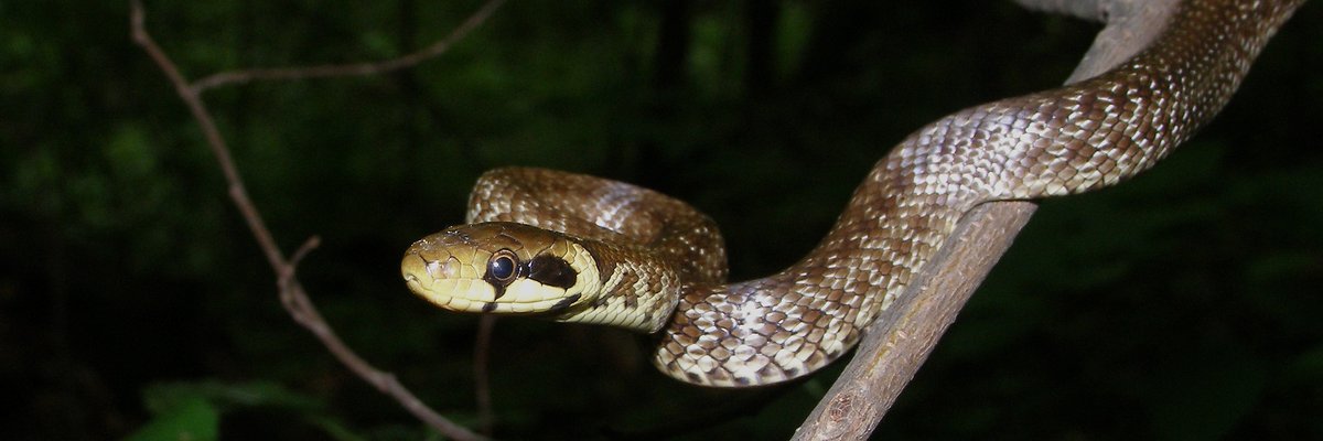 Zamenis longissimus